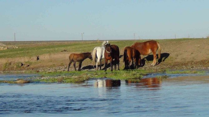Kars’ta Yılkı Atları Doğal Ortamında Görüntülendi