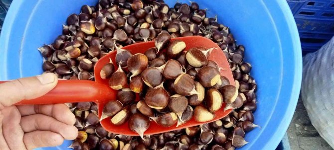 Kestanenin Fiyatı 15 Liraya Kadar Düştü