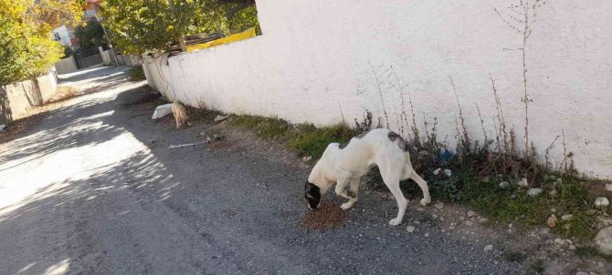 Yaylalar Boşalınca Aç Kalan Hayvanları Muhtar Doyurdu
