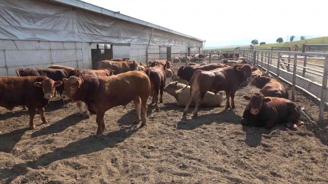 Samsun’dan Kardeş Şehrin Ekonomisine Destek