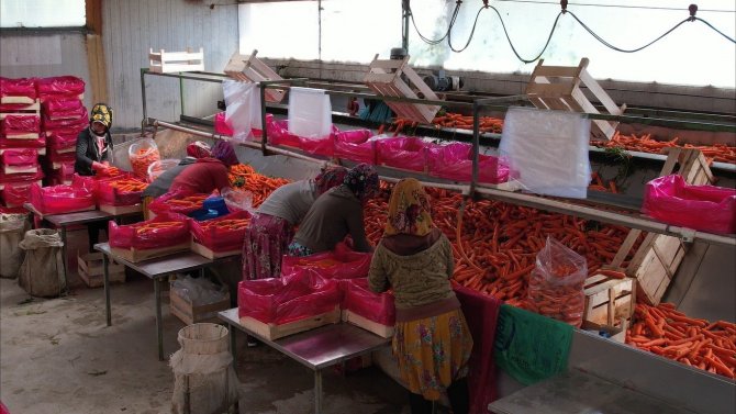 Havucun Başkenti Beypazarı’nda Hasat Başladı