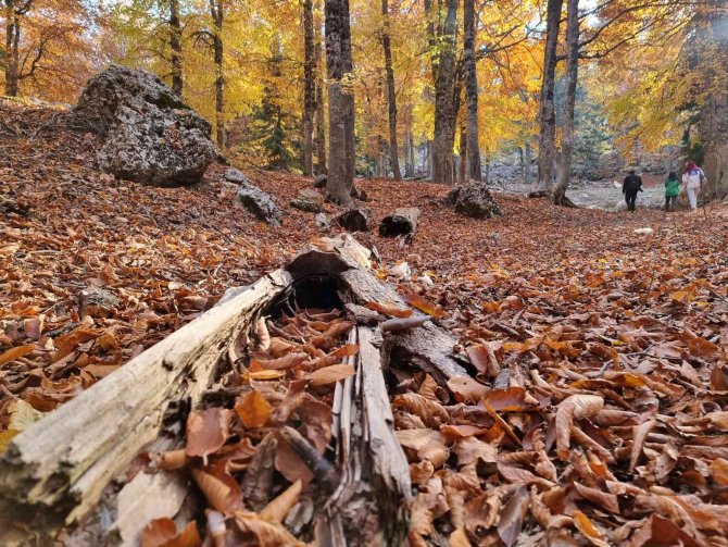 Yirce Kayın Ormanı Ziyaretçilerine Tablodaymış Hissi Yaşatıyor