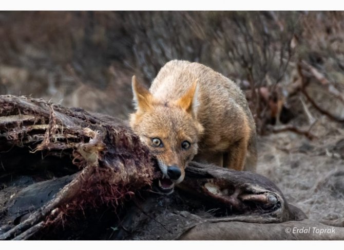 Çakal Avını Böyle Parçaladı