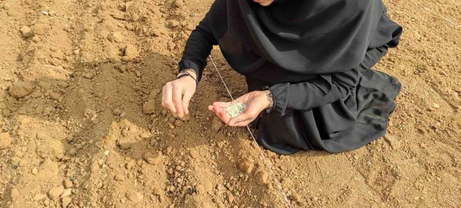 Batman’da Mereto Dağı Eteklerinde İlk Defa Aspir Bitkisi Yetiştirilecek