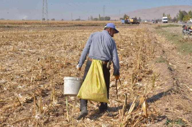 Tarlaları Karış Karış Dolaşıp Kısmetlerini Arıyorlar