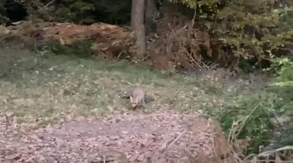 Piknik Yaptıkları Alana Gelen Tilkiyi Köfteyle Beslediler