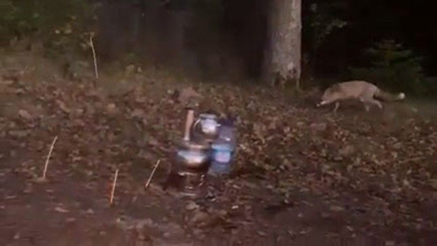 Piknik Yaptıkları Alana Gelen Tilkiyi Köfteyle Beslediler