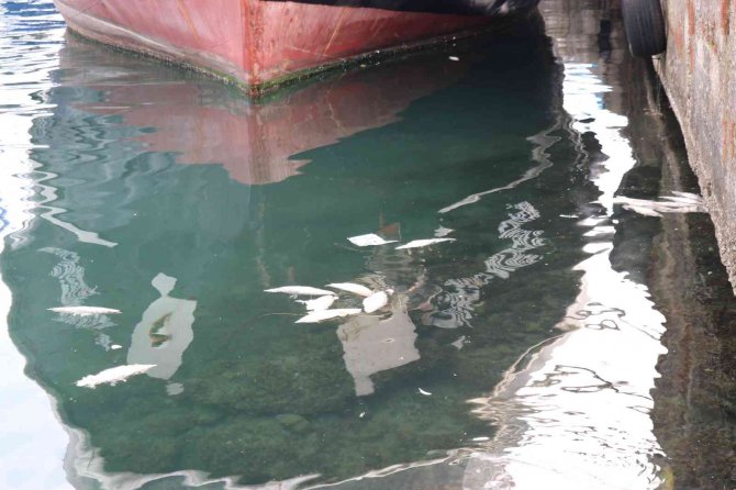 Denize Dökülen Balıklar Tedirginliğe Yol Açtı