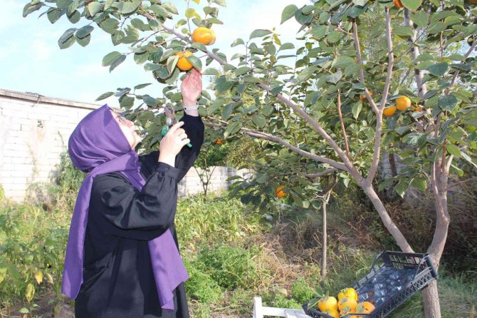 Iğdır’da İlk Defa Cennet Hurması Yetiştirildi, Hasadı Yüz Güldürdü