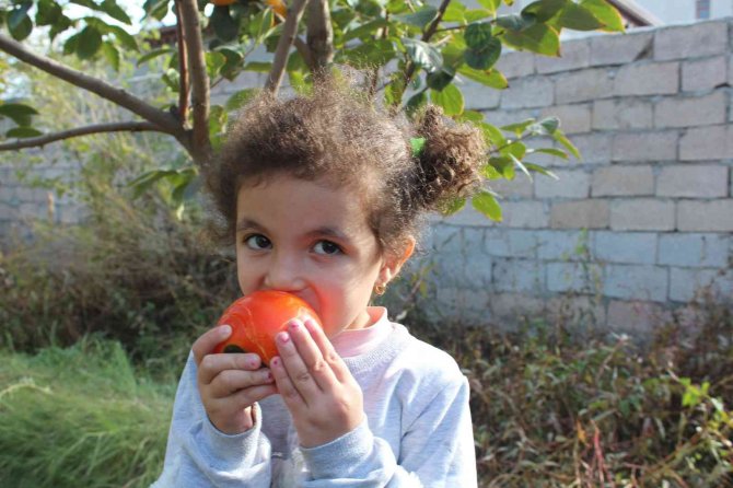 Iğdır’da İlk Defa Cennet Hurması Yetiştirildi, Hasadı Yüz Güldürdü