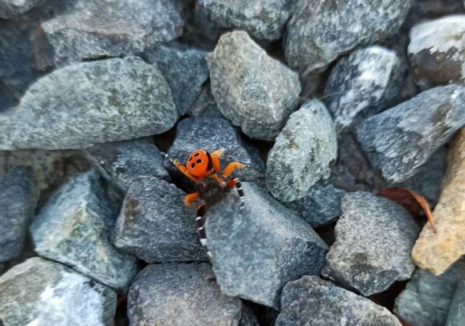 Elazığ’da Zehirli Uğur Böceği Görüntülendi