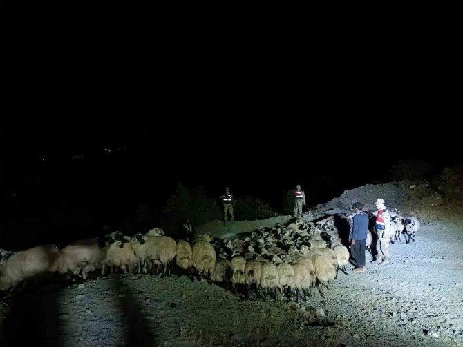 Elazığ’da Jandarma Kaybolan Hayvanları Dron İle Buldu