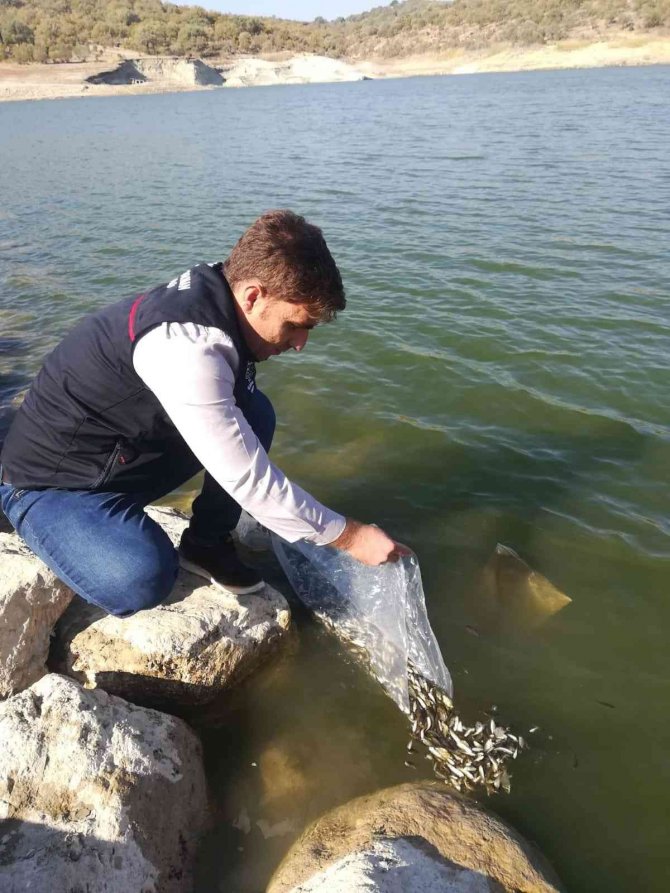 Gediz’de Göletlere 200 Bin Sazan Bırakıldı