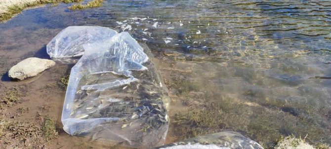 Gediz’de Göletlere 200 Bin Sazan Bırakıldı