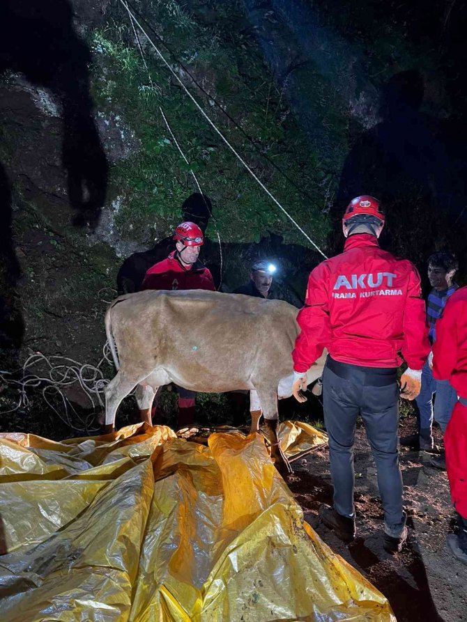 Yamaçtan Düştüğü Yerde Mahsur Kalan İneği Akut Kurtardı