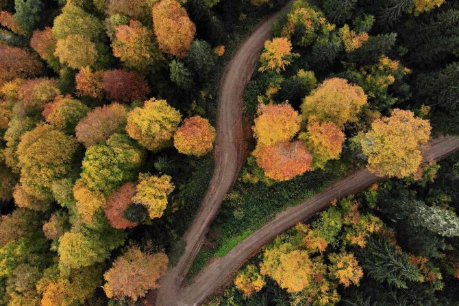 Eşsiz Manzarayı Görmek İçin Canlı Ağaç Müzesine Akın Ettiler