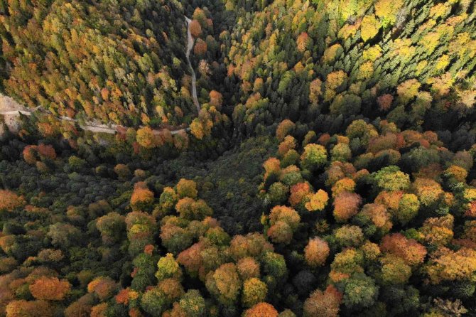 Eşsiz Manzarayı Görmek İçin Canlı Ağaç Müzesine Akın Ettiler