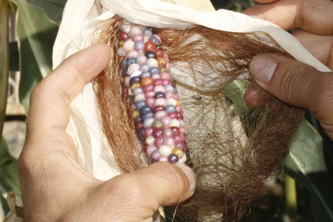 Diyarbakırlı Girişimci, Bir Avuç Kızılderili Tohumuyla Rengarenk Mısırlar Üretti