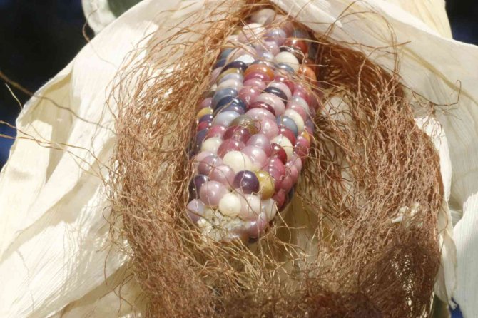 Diyarbakırlı Girişimci, Bir Avuç Kızılderili Tohumuyla Rengarenk Mısırlar Üretti