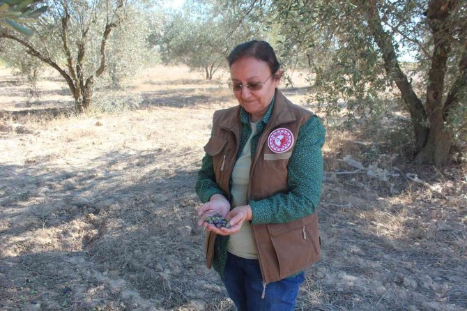 Uzmanından Uyarı: "Ağacın Dibine Düşen Zeytinleri Toplamayın"
