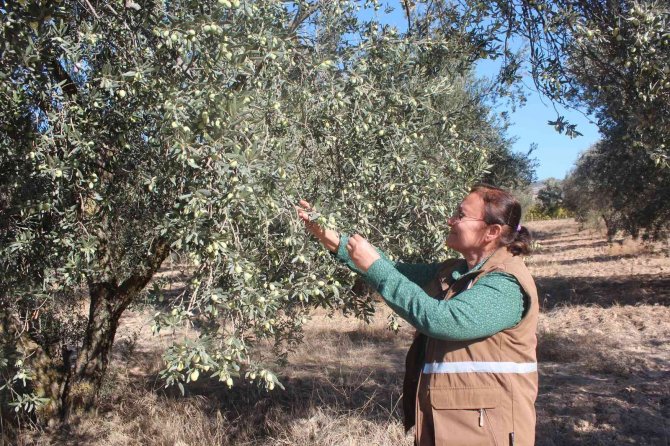 Uzmanından Uyarı: "Ağacın Dibine Düşen Zeytinleri Toplamayın"