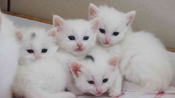 Van Kedilerinin 3’üncü Parti Doğumları Son Buldu