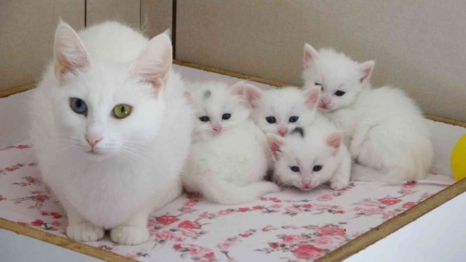 Van Kedilerinin 3’üncü Parti Doğumları Son Buldu