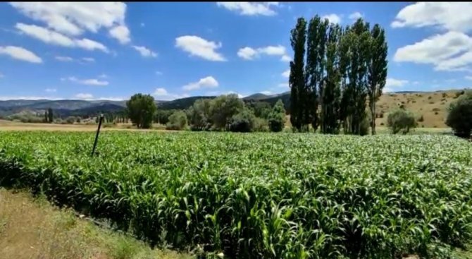 İ̇lk Defa Ekilen Şeker Sorgumu Yem İhtiyacını Karşılayacak