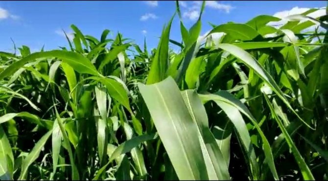 İ̇lk Defa Ekilen Şeker Sorgumu Yem İhtiyacını Karşılayacak