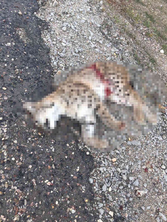 Daday’da 1 Haftada 2 Vaşak Ölü Bulundu
