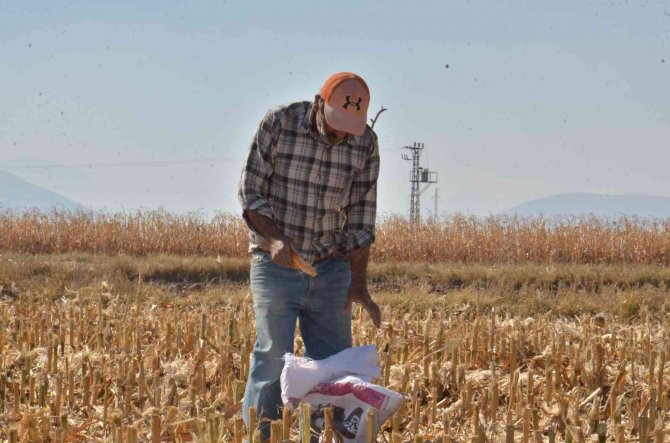 Tarlaları Karış Karış Dolaşıp Kısmetlerini Arıyorlar