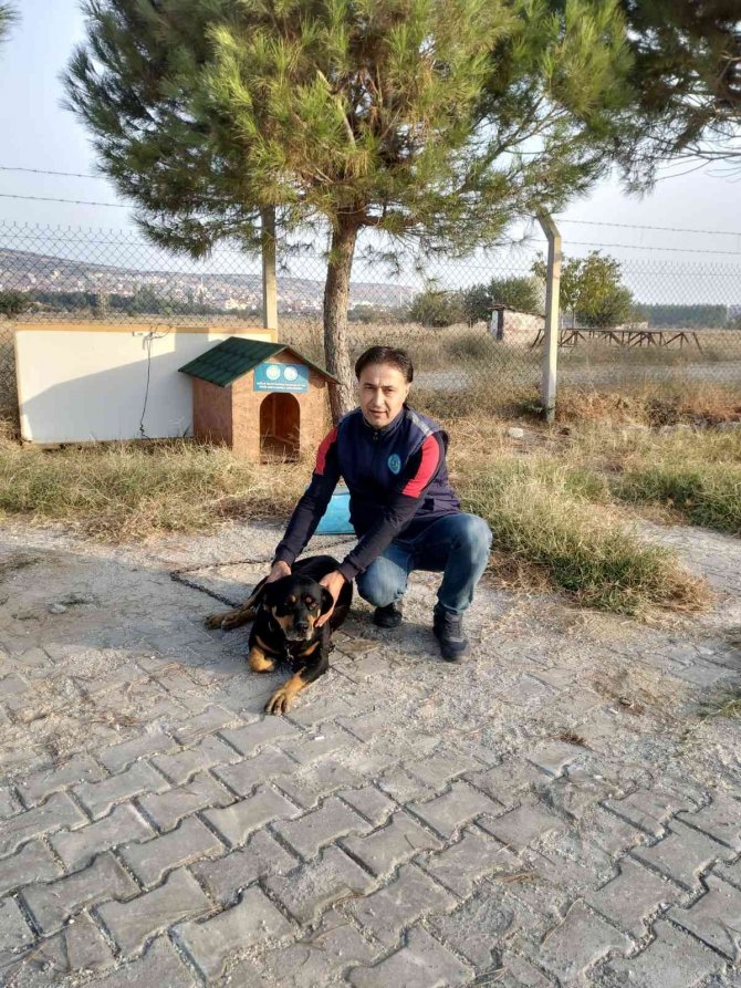 Bir Sokak Hayvanı Daha Yeni Yuvasına Kavuştu