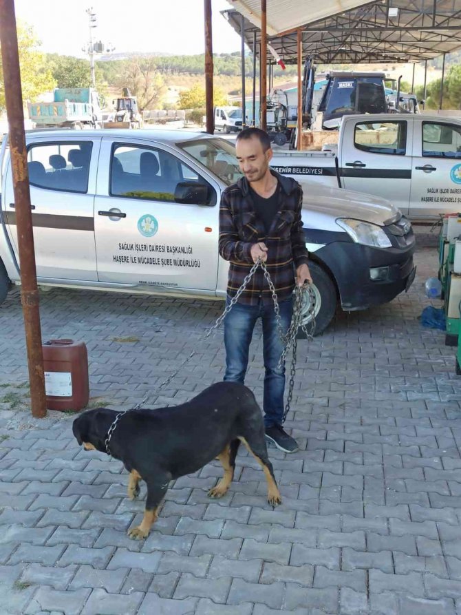 Bir Sokak Hayvanı Daha Yeni Yuvasına Kavuştu