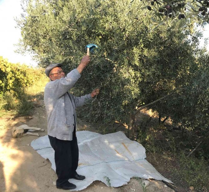 Uzmanından Uyarı: "Ağacın Dibine Düşen Zeytinleri Toplamayın"