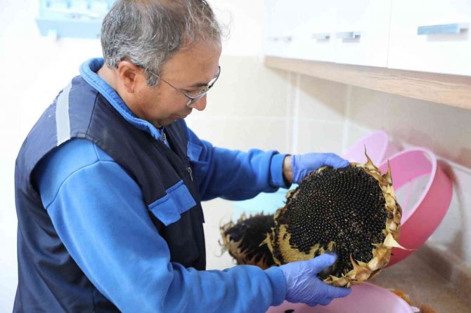 2023 Yılının Ata Tohumları Dağıtıma Hazırlanıyor