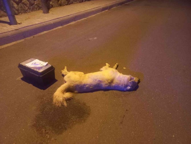 Bodrum’da 3 Köpek Ölmüş Olarak Bulundu