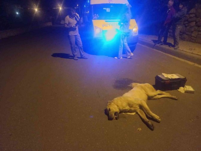 Bodrum’da 3 Köpek Ölmüş Olarak Bulundu