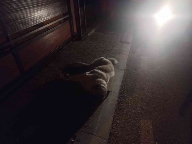 Bodrum’da 3 Köpek Ölmüş Olarak Bulundu