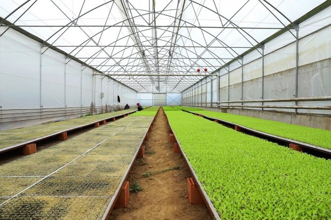 Ordu’nun Fide Üretim Merkezi