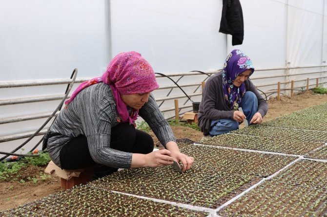 Ordu’nun Fide Üretim Merkezi
