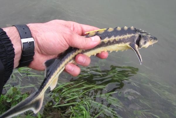 Uluslararası Karadeniz Günü’nde Nesli Tehlike Altındaki ‘Mersin Balıkları’ Hatırlatıldı