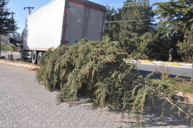 Ağacı Kökünden Sökerek Durabildi, Büyük Bir Kazanın Eşiğinden Dönüldü