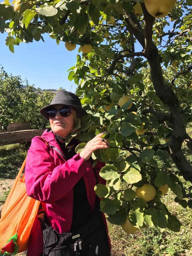 Bilecik’te Bu Yıl Ayva Hasadının 7 Bin Ton Olması Bekleniyor