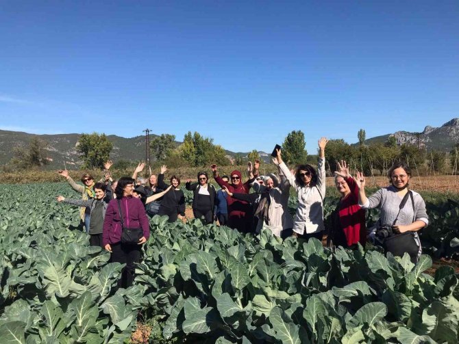 Bilecik’te Bu Yıl Ayva Hasadının 7 Bin Ton Olması Bekleniyor