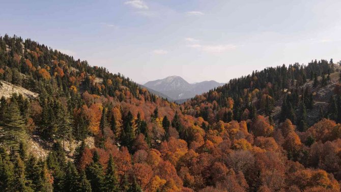 Yirce Kayın Ormanı Ziyaretçilerine Tablodaymış Hissi Yaşatıyor