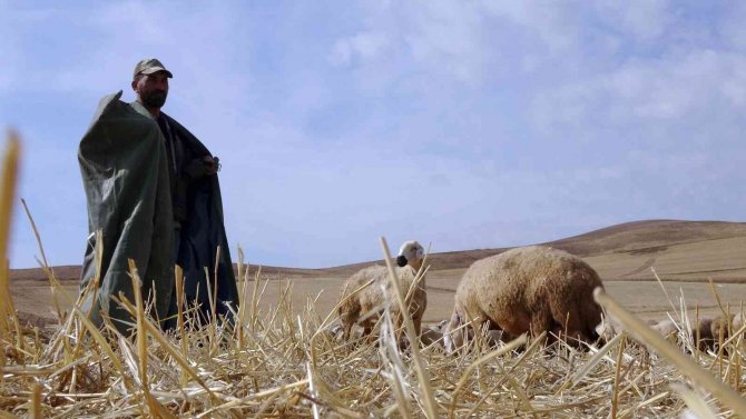 Çobanlık Mesleği Bilimselleşti