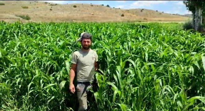 İ̇lk Defa Ekilen Şeker Sorgumu Yem İhtiyacını Karşılayacak