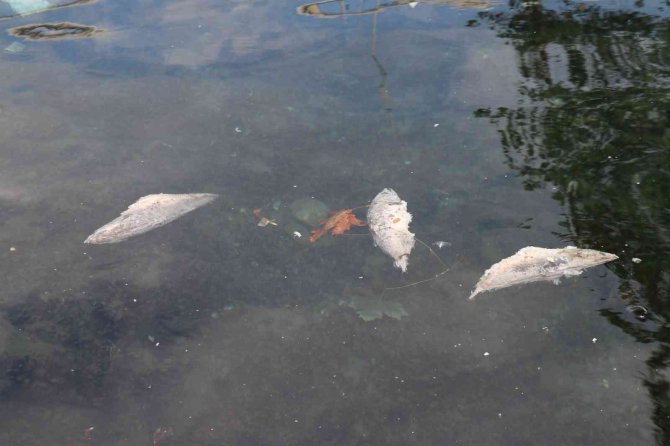 Denize Dökülen Balıklar Tedirginliğe Yol Açtı