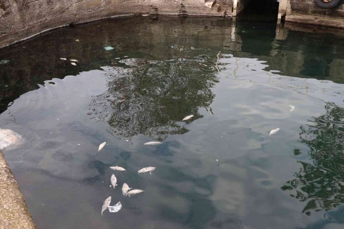 Denize Dökülen Balıklar Tedirginliğe Yol Açtı