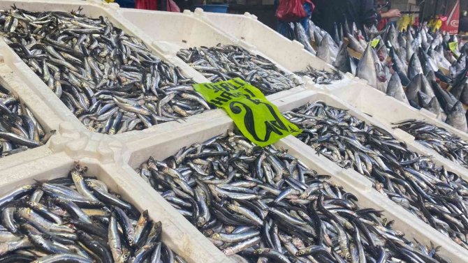 Palamut Hem Vatandaşı Hem Esnafı Memnun Etti